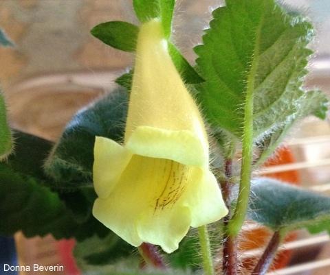 Photo of Gloxinia (Sinningia conspicua) uploaded by Donnabeverin