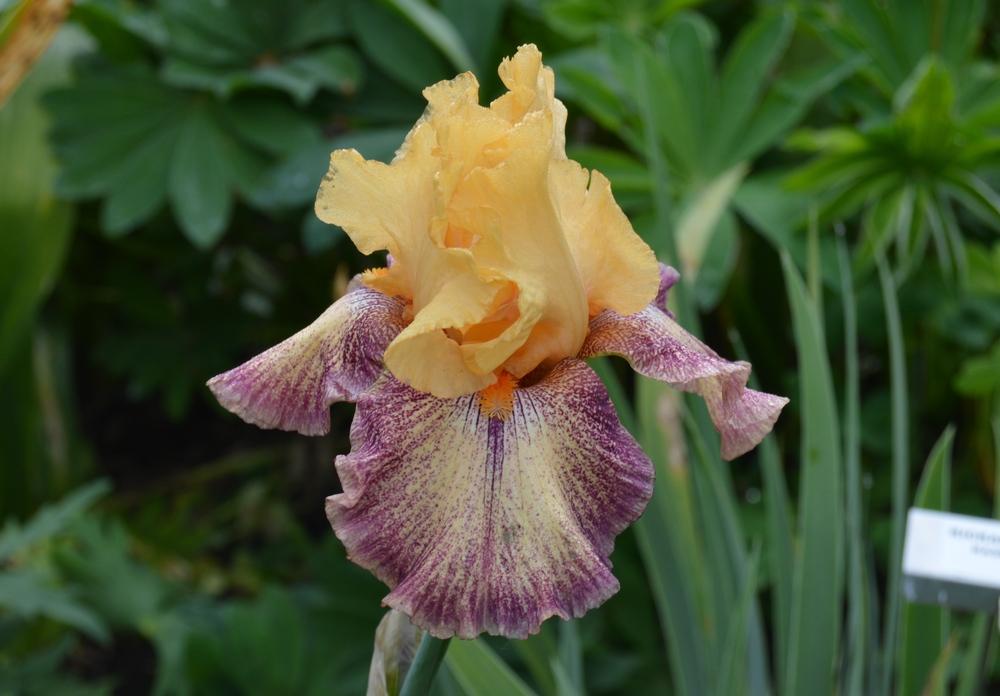Photo of Tall Bearded Iris (Iris 'Octopi Pi') uploaded by KentPfeiffer