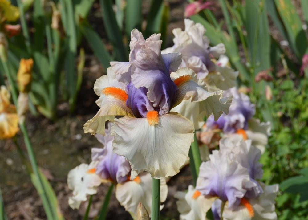 Photo of Tall Bearded Iris (Iris 'Opposing Forces') uploaded by KentPfeiffer