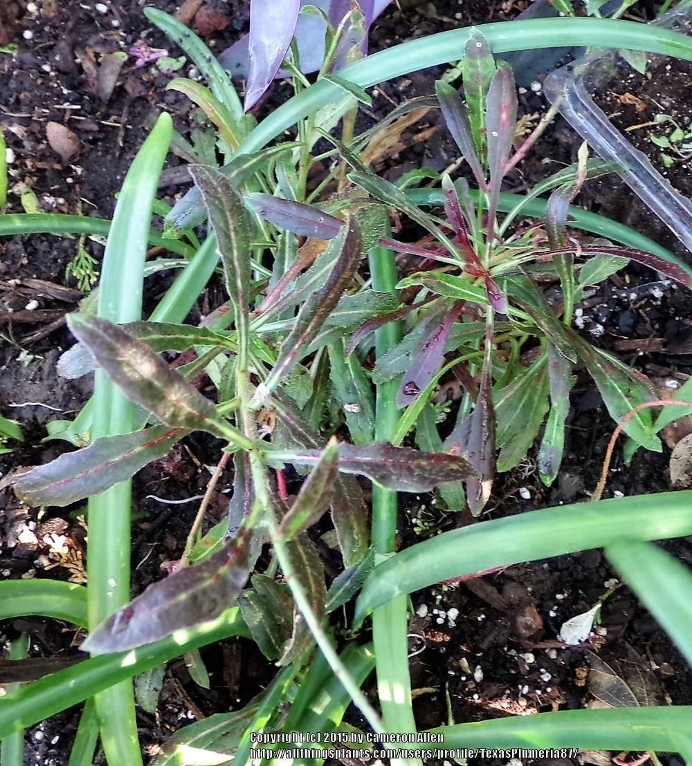 Photo of Appleblossom Grass (Oenothera lindheimeri Ballerina™ Rose) uploaded by TexasPlumeria87