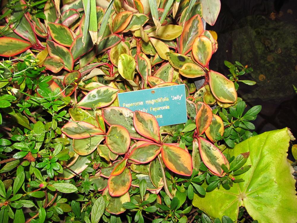 Photo of Red Edge Peperomia (Peperomia tricolor) uploaded by jmorth