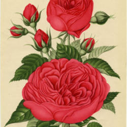 
Journal des Roses, N4, 1893