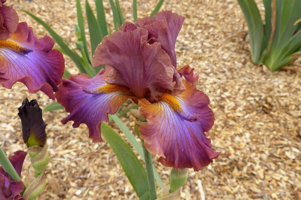 Photo of Tall Bearded Iris (Iris 'Gasper') uploaded by Misawa77