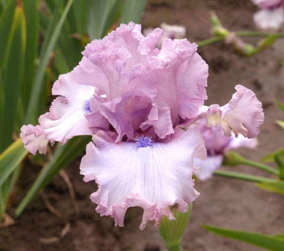 Photo of Tall Bearded Iris (Iris 'Don't Stop Believing') uploaded by Misawa77