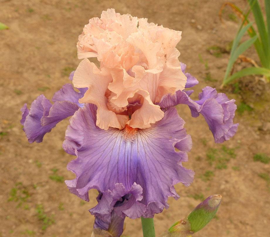 Photo of Tall Bearded Iris (Iris 'Arrivederci') uploaded by Misawa77