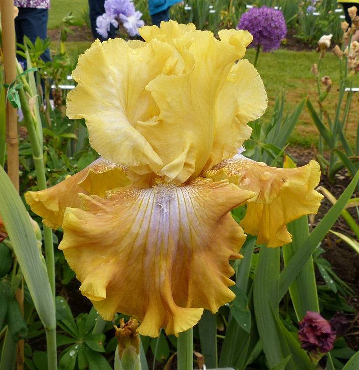 Photo of Tall Bearded Iris (Iris 'Free Will') uploaded by Misawa77