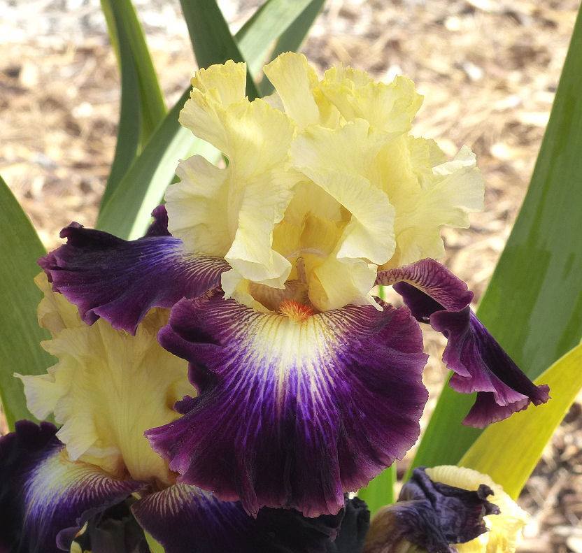Photo of Tall Bearded Iris (Iris 'Futuristic Finery') uploaded by Misawa77
