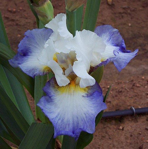 Photo of Tall Bearded Iris (Iris 'Sun Ada Beach') uploaded by Misawa77