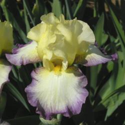 Location: Catheys Valley CA
Date: 2004-05-25
Photo courtesy of Superstition Iris Gardens, posted with permissi