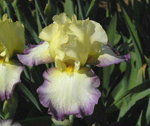 Photo of Tall Bearded Iris (Iris 'Gypsy Glitter') uploaded by Misawa77