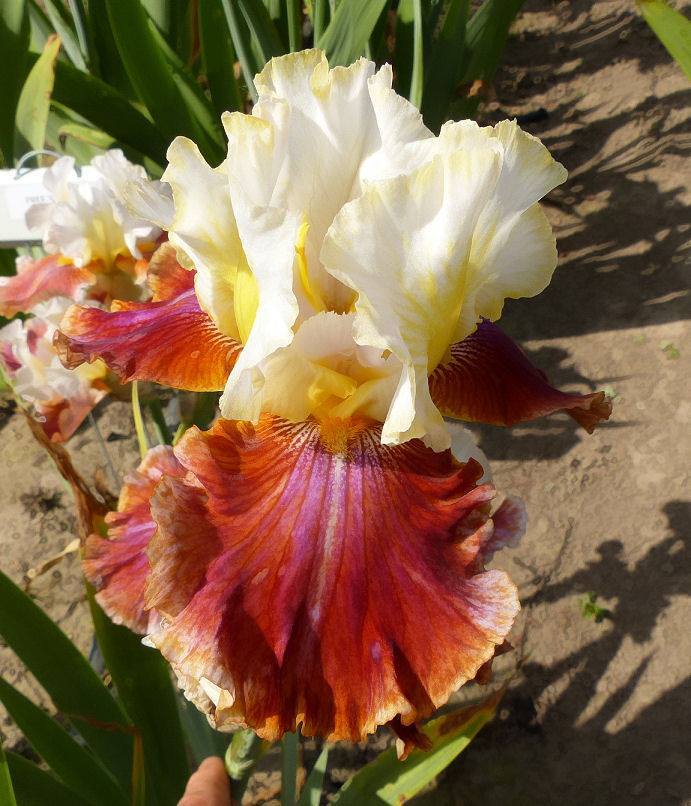 Photo of Tall Bearded Iris (Iris 'Bud to Blossom') uploaded by Misawa77