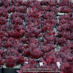 Location: in the nursery of the hybridizer Volkmar Schara, Germany
Date: 2015-06-02