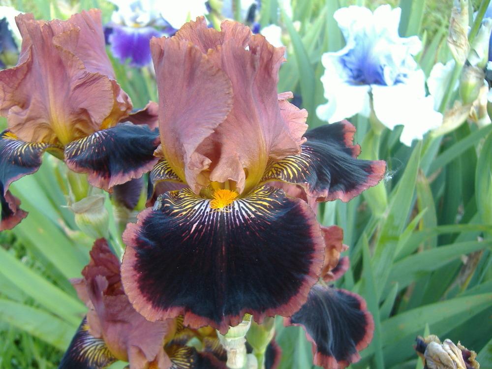 Photo of Tall Bearded Iris (Iris 'Around We Go') uploaded by tveguy3