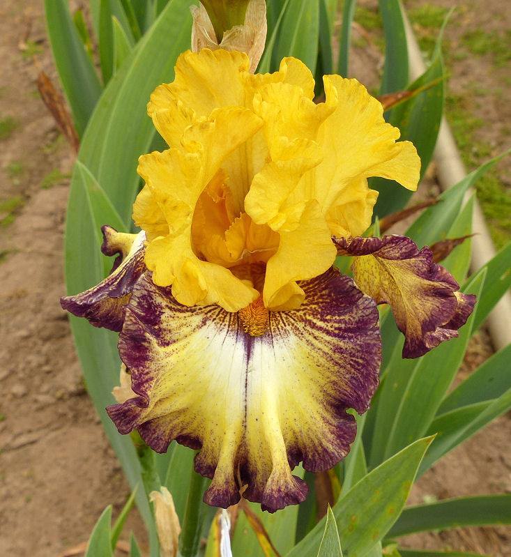 Photo of Tall Bearded Iris (Iris 'High Desert') uploaded by Misawa77