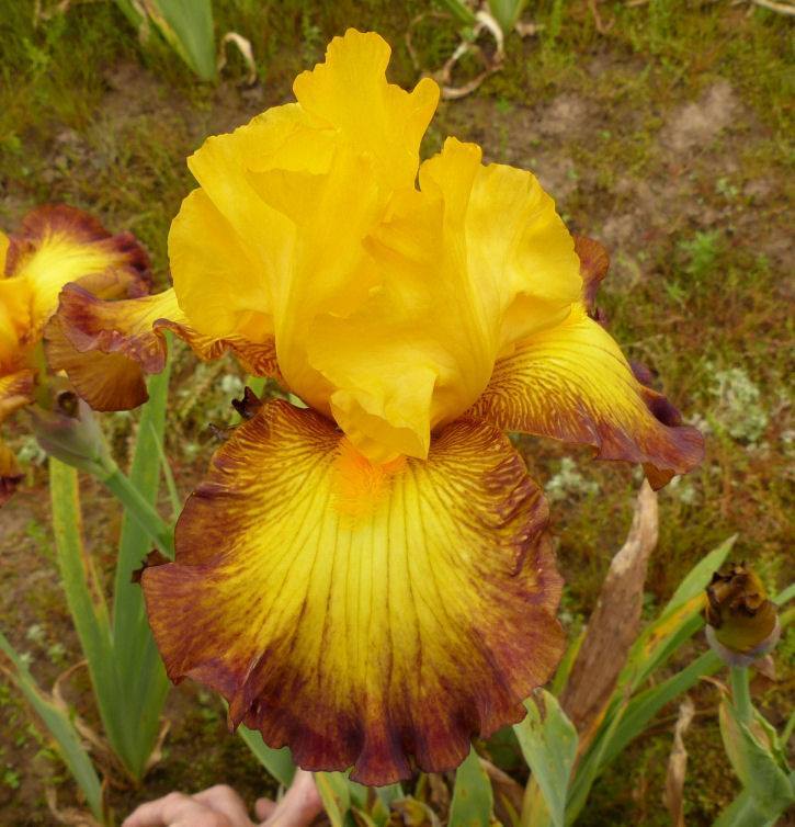 Photo of Tall Bearded Iris (Iris 'Late Pickings') uploaded by Misawa77