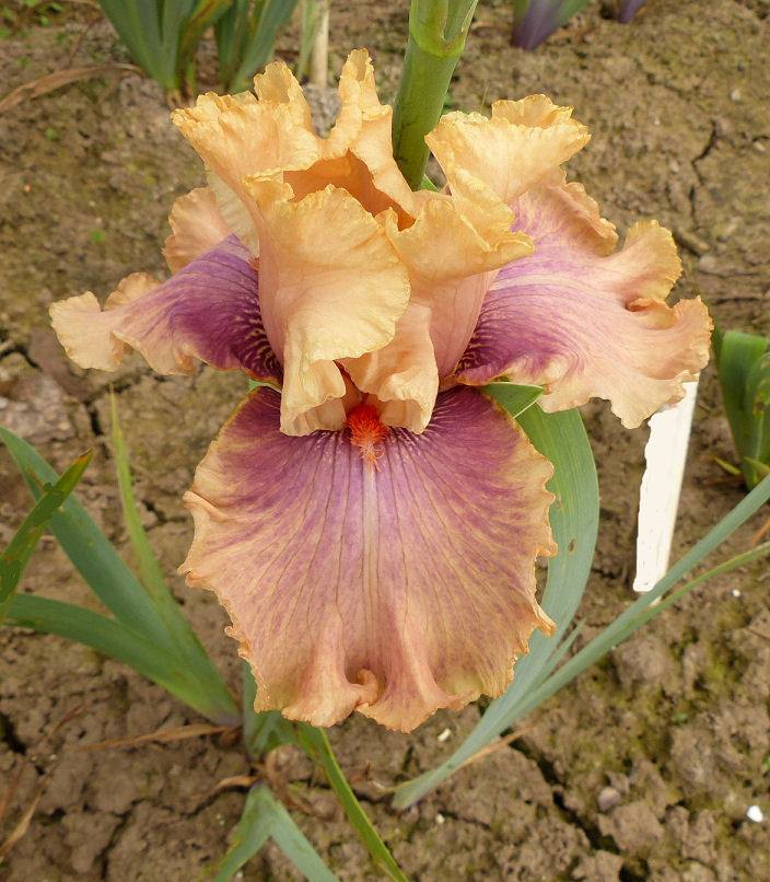Photo of Tall Bearded Iris (Iris 'Pretty Swish') uploaded by Misawa77