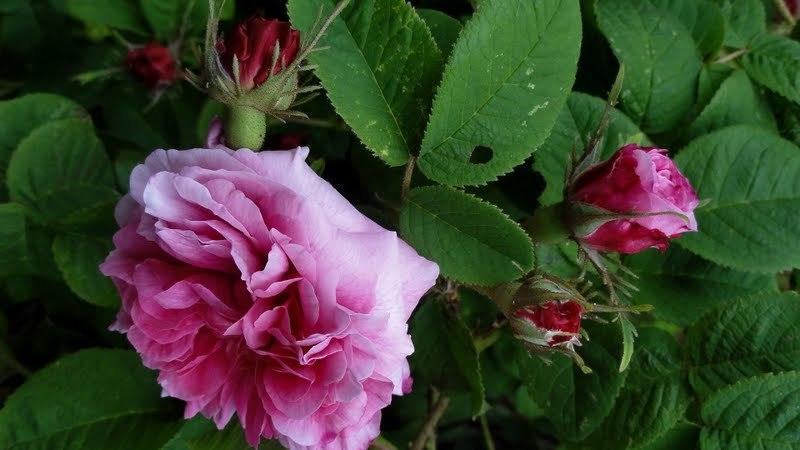Photo of Rose (Rosa 'Spong') uploaded by Orsola