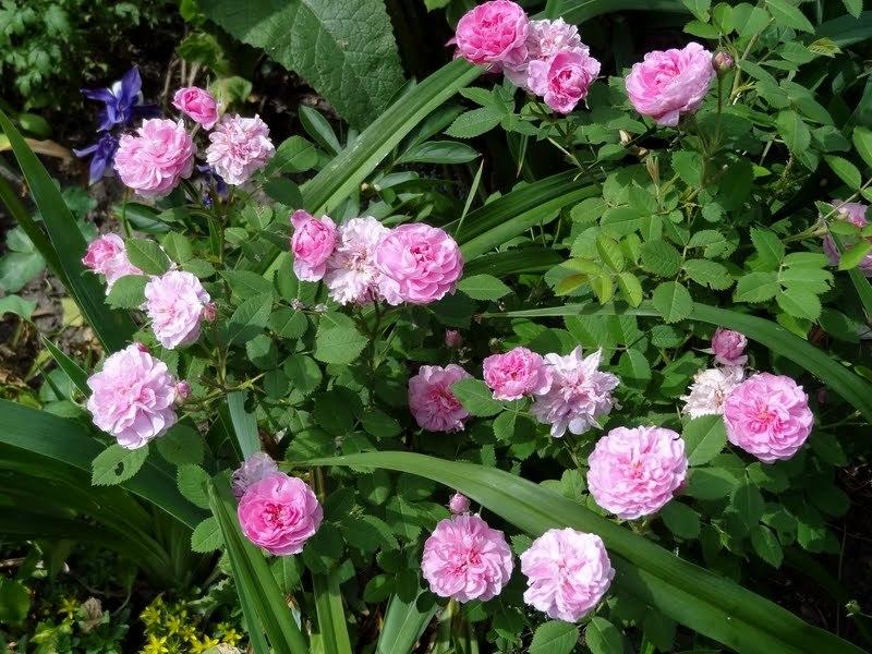 Photo of Rose (Rosa 'Rose de Meaux') uploaded by Orsola