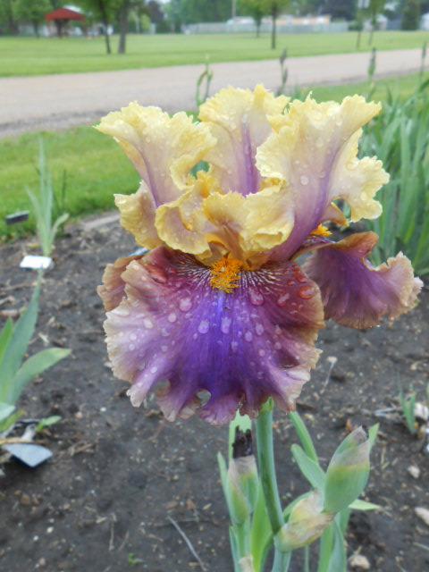 Photo of Tall Bearded Iris (Iris 'Quanah') uploaded by crowrita1