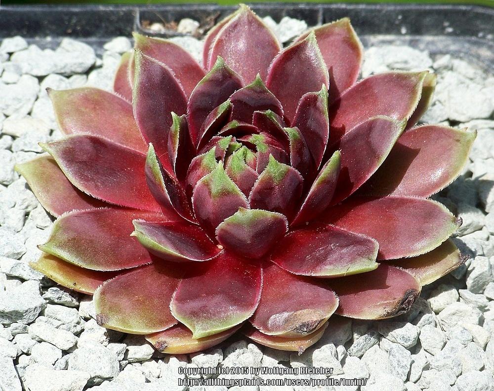 Photo of Hen and chicks (Sempervivum 'Pingo') uploaded by turini
