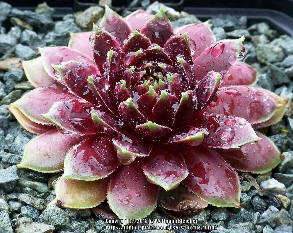 Photo of Hen and chicks (Sempervivum 'Pingo') uploaded by turini