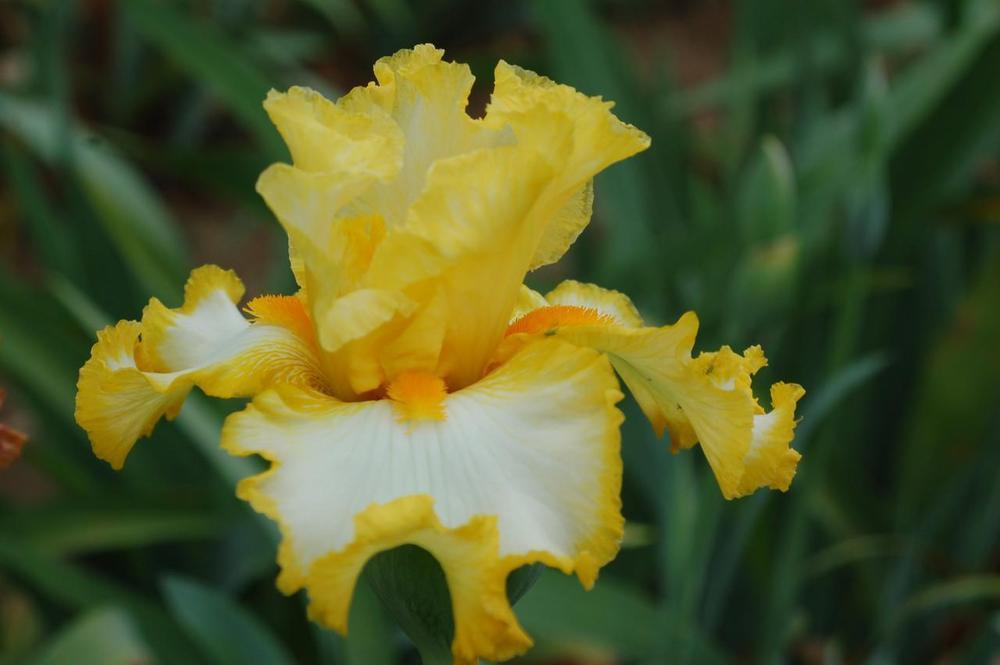 Photo of Tall Bearded Iris (Iris 'Bright Morning Star') uploaded by Misawa77