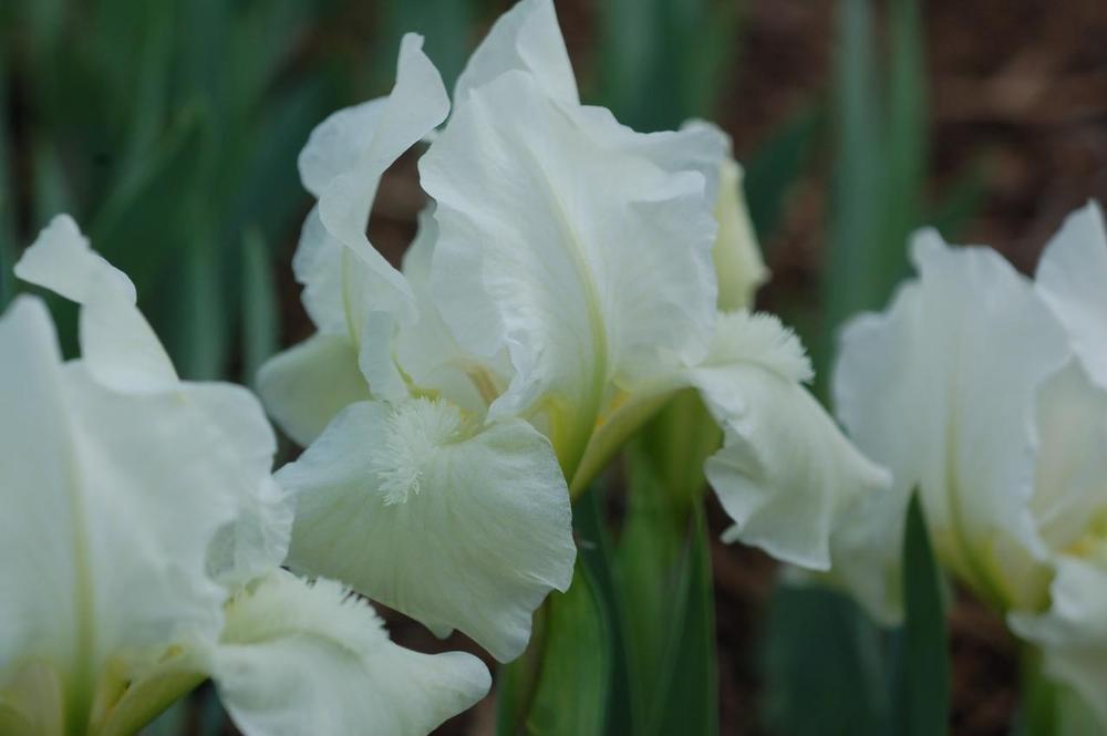 Photo of Miniature Dwarf Bearded Iris (Iris 'White Ice') uploaded by Misawa77