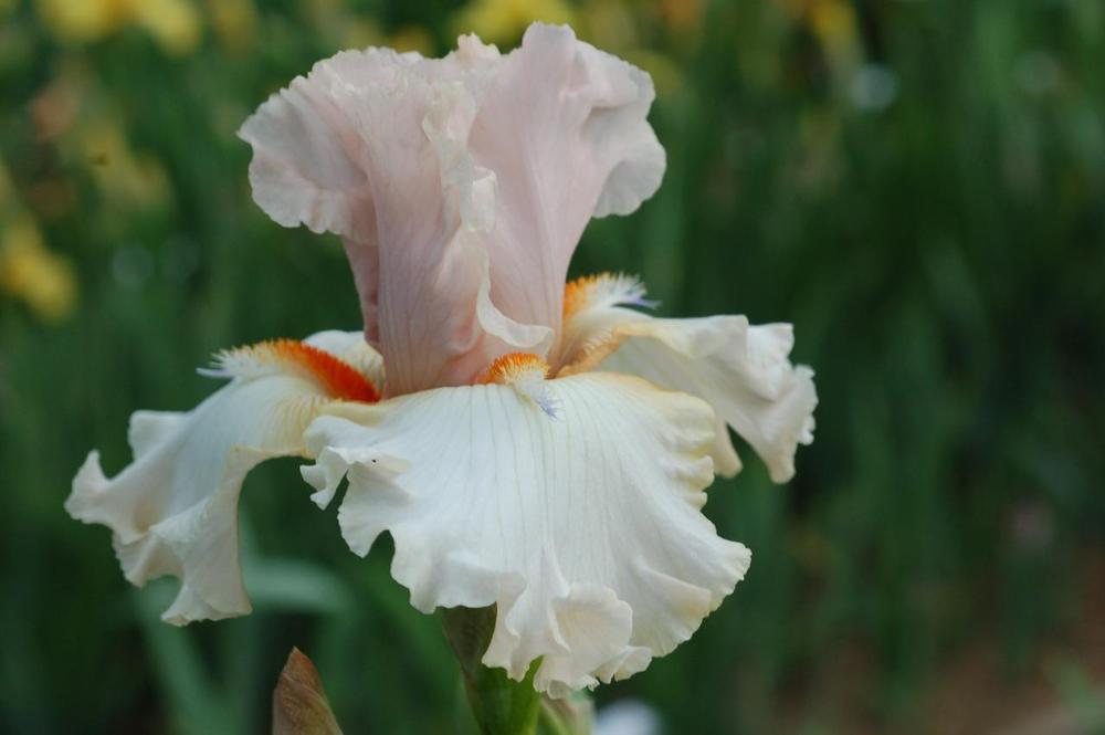 Photo of Tall Bearded Iris (Iris 'Beverly Morningstar') uploaded by Misawa77