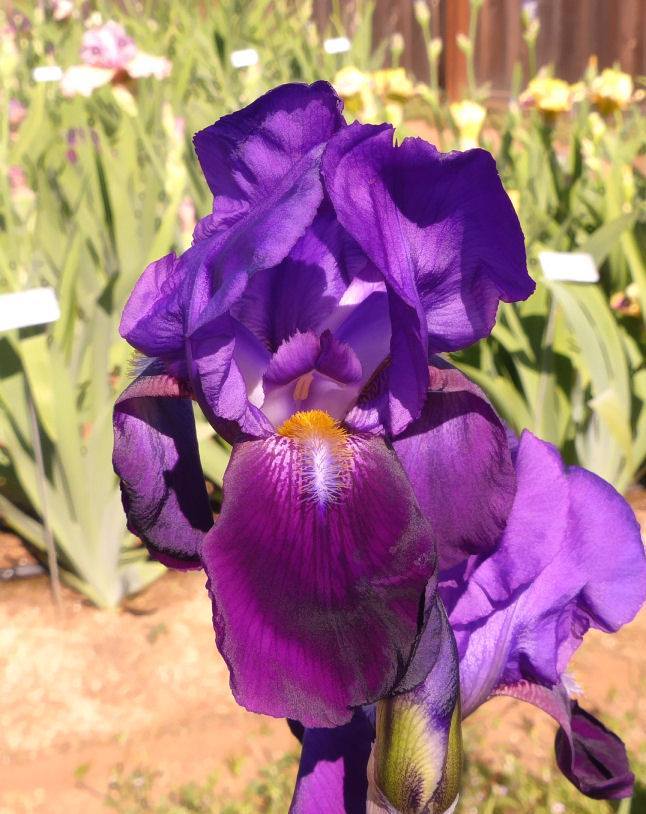 Photo of Tall Bearded Iris (Iris 'Indian Hills') uploaded by Misawa77