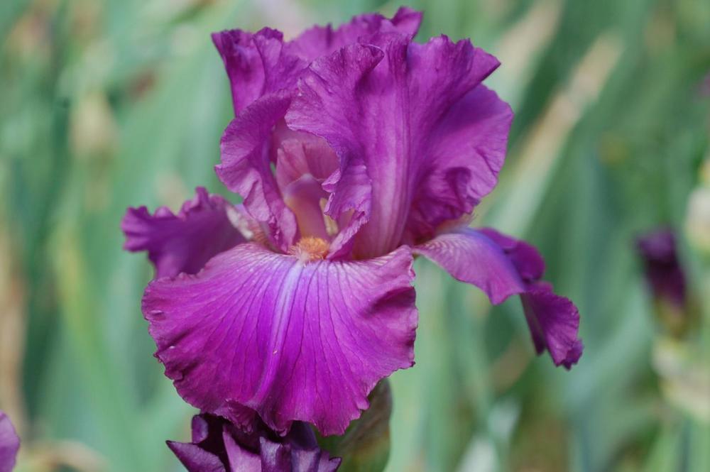 Photo of Border Bearded Iris (Iris 'Little Rosie') uploaded by Misawa77