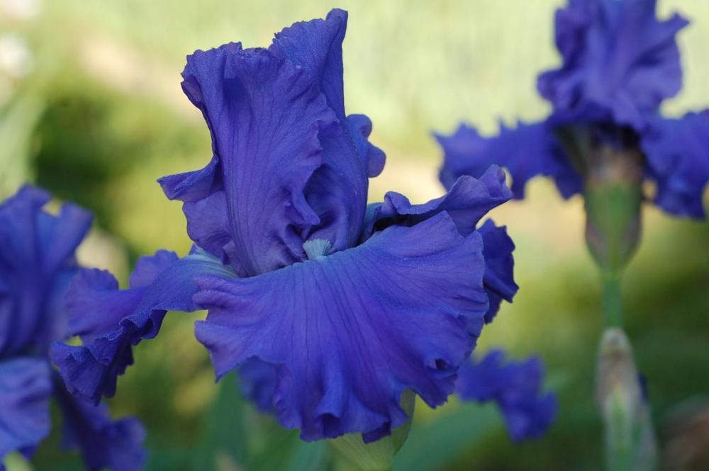 Photo of Tall Bearded Iris (Iris 'Sapphire Waves') uploaded by Misawa77