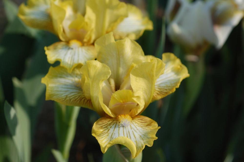 Photo of Standard Dwarf Bearded Iris (Iris 'Stitched Kitten') uploaded by Misawa77