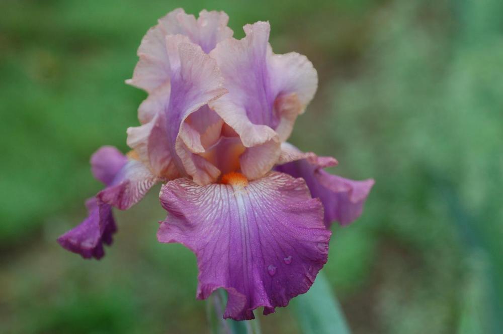 Photo of Tall Bearded Iris (Iris 'Love Returns') uploaded by Misawa77