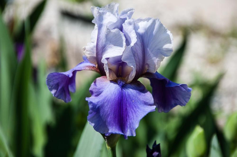 Photo of Species X Iris (Iris 'Aphylliated') uploaded by Misawa77