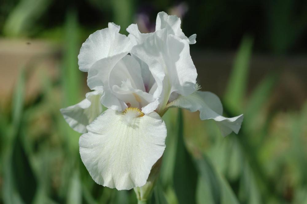 Photo of Border Bearded Iris (Iris 'Hi Buddy') uploaded by Misawa77