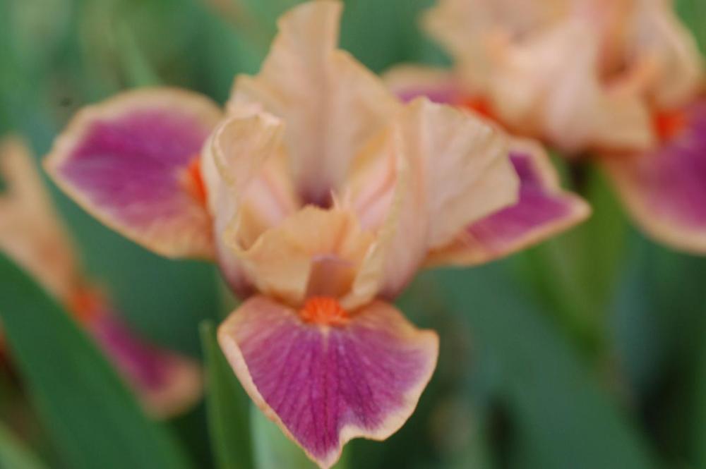 Photo of Standard Dwarf Bearded Iris (Iris 'Minnie Ned') uploaded by Misawa77