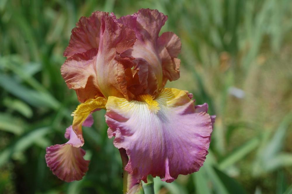 Photo of Tall Bearded Iris (Iris 'Garden Lantern') uploaded by Misawa77