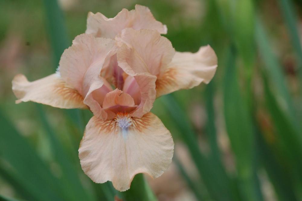 Photo of Standard Dwarf Bearded Iris (Iris 'So Precious') uploaded by Misawa77