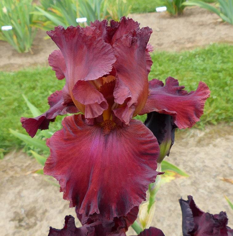 Photo of Tall Bearded Iris (Iris 'Tiff') uploaded by Misawa77