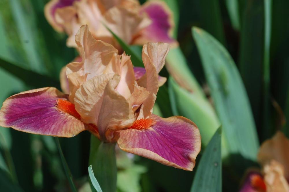 Photo of Standard Dwarf Bearded Iris (Iris 'Minnie Ned') uploaded by Misawa77