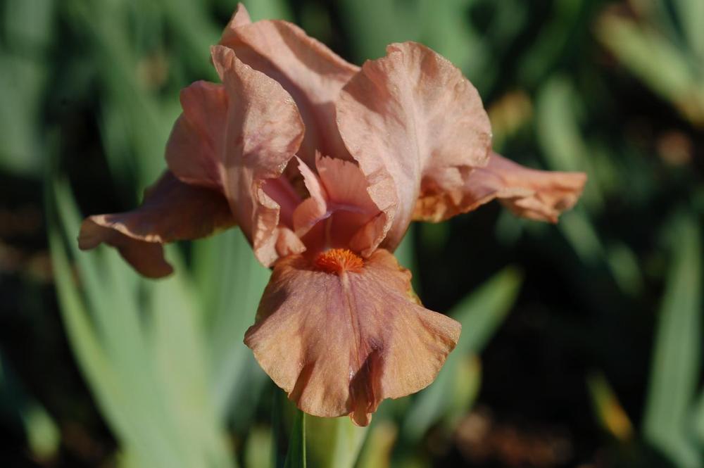 Photo of Standard Dwarf Bearded Iris (Iris 'Pied Apricot') uploaded by Misawa77