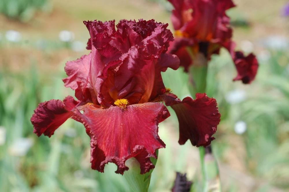Photo of Tall Bearded Iris (Iris 'Red Lace Petticoat') uploaded by Misawa77