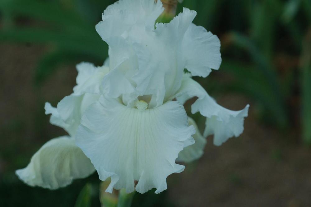 Photo of Tall Bearded Iris (Iris 'Lacy Ice') uploaded by Misawa77