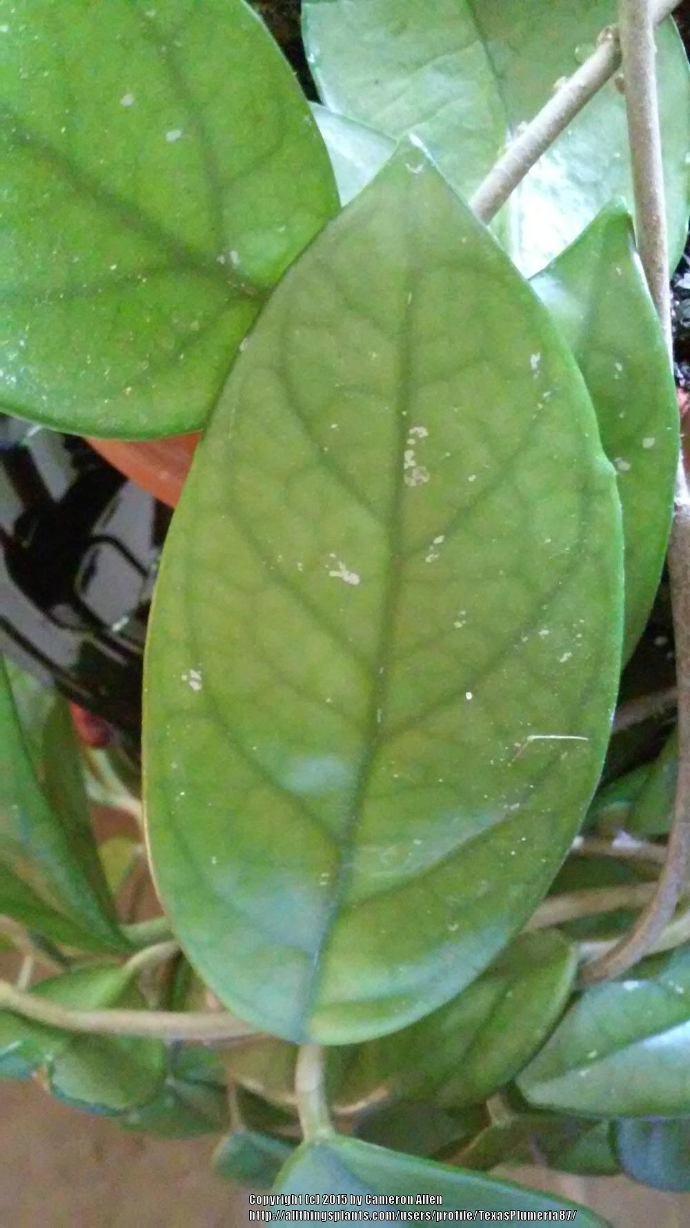 Photo of Wax Plant (Hoya carnosa) uploaded by TexasPlumeria87