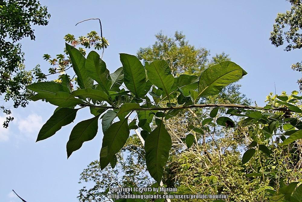 Photo of Wild Tobacco (Acnistus arborescens) uploaded by bonitin