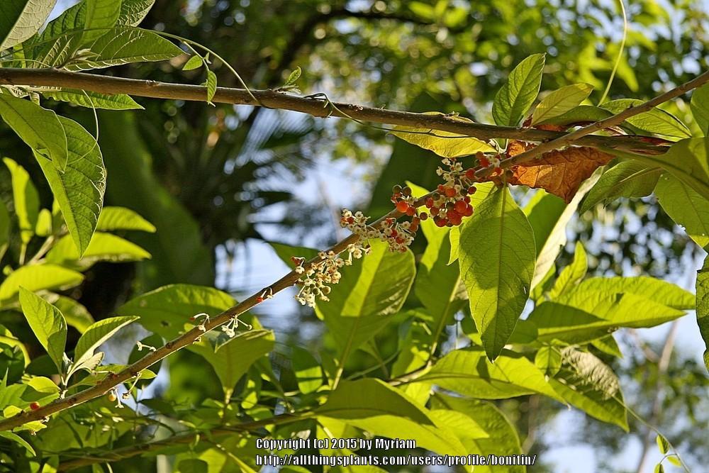 Photo of Wild Tobacco (Acnistus arborescens) uploaded by bonitin