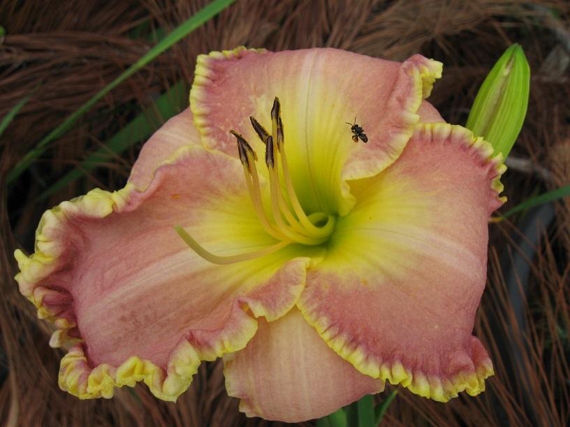 Photo of Daylily (Hemerocallis 'Clothed in Glory') uploaded by bron