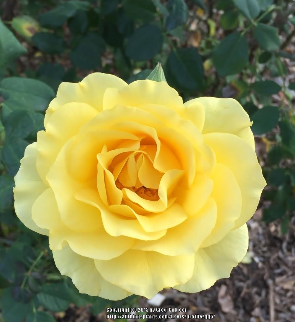 Photo of Rose (Rosa 'Gina Lollobrigida') uploaded by gg5