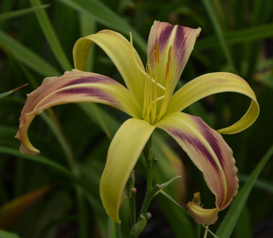 Photo of Daylily (Hemerocallis 'Tennessee Flycatcher') uploaded by queerbeet