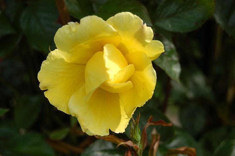 Photo of Rose (Rosa 'Golden Showers') uploaded by robertduval14